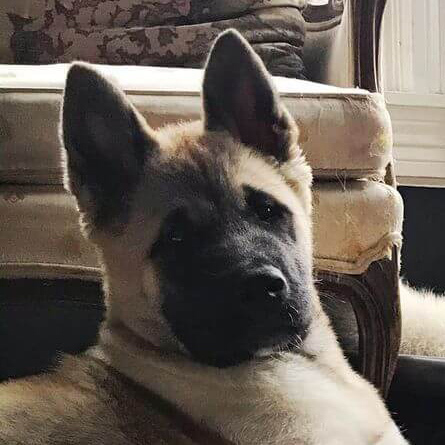 Profile of the face of an Akita dog