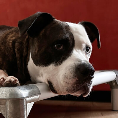 Profile of the face of an American Bulldog dog