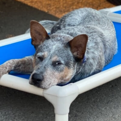 Profile of the face of an Australian Cattle Dog dog