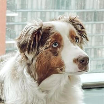 Profile of the face of an Australian Shepherd dog