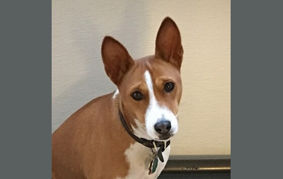 Profile of the face of a Basenji dog