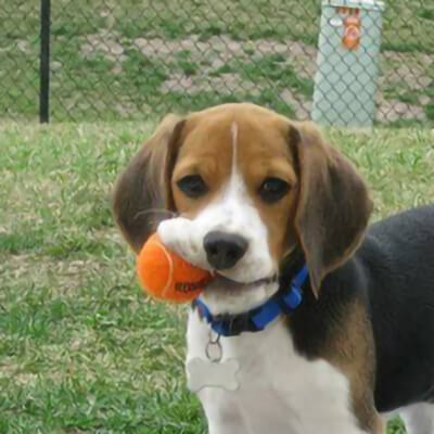 Profile of the face of a Beagle dog