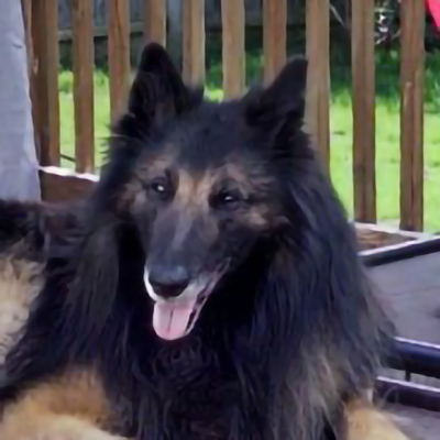 Profile of the face of a Belgian Sheep Dog dog