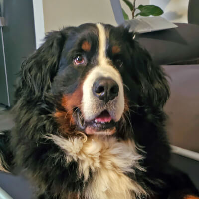 Profile of the face of a Bernese Mountain Dog dog