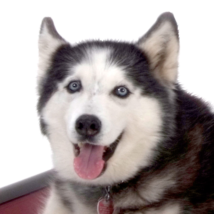 Profile of the face of a Husky dog