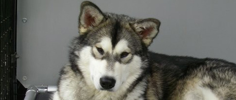 Profile of the face of an Alaskan Malamute dog