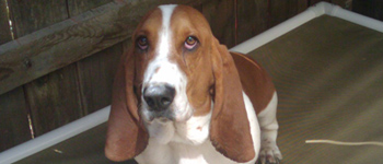 Profile of the face of a Basset Hound dog