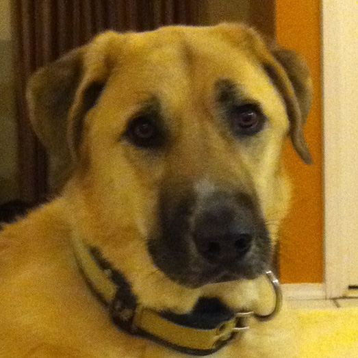 Profile of the face of an Anatolian Shepherd dog