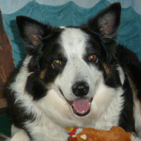 Profile of the face of a Border Collie dog