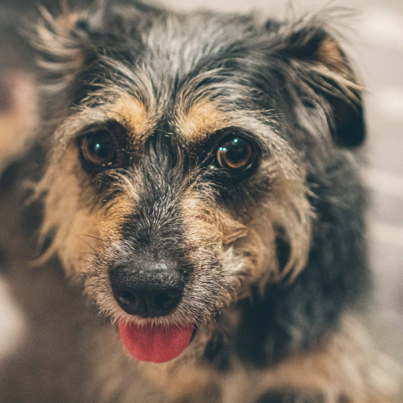 Profile of the face of a Border Terrier dog