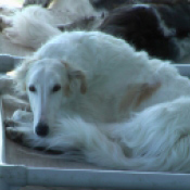 Profile of the face of a Borzoi dog