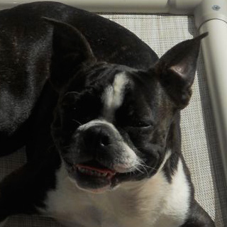 Profile of the face of a Boston Terrier dog