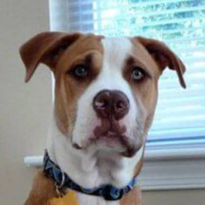 Profile of the face of a Boxer dog