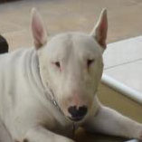 Profile of the face of a Bull Terrier dog