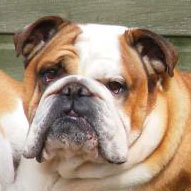 Profile of the face of a English Bulldog dog
