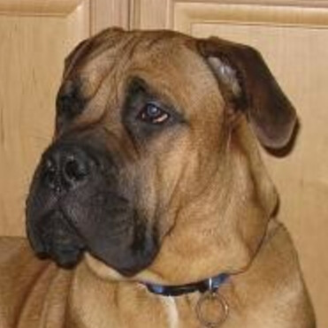 Profile of the face of a Bullmastiff dog