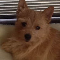 Profile of the face of a Cairn Terrier dog