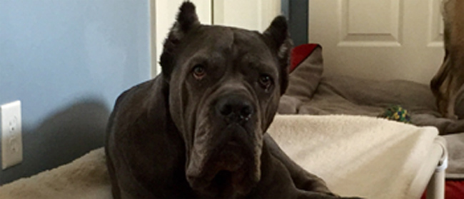 Profile of the face of a Cane Corso dog