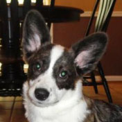 Profile of the face of a Cardigan Welsh Corgi dog