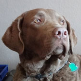 Profile of the face of a Chesapeake Bay Retriever dog