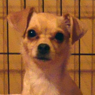 Profile of the face of a Chihuahua dog