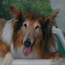 Profile of the face of a Collie dog
