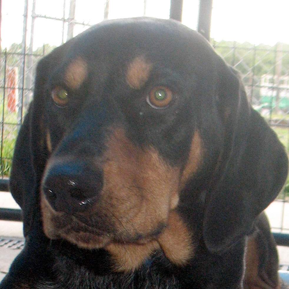 Profile of the face of a Coonhound dog