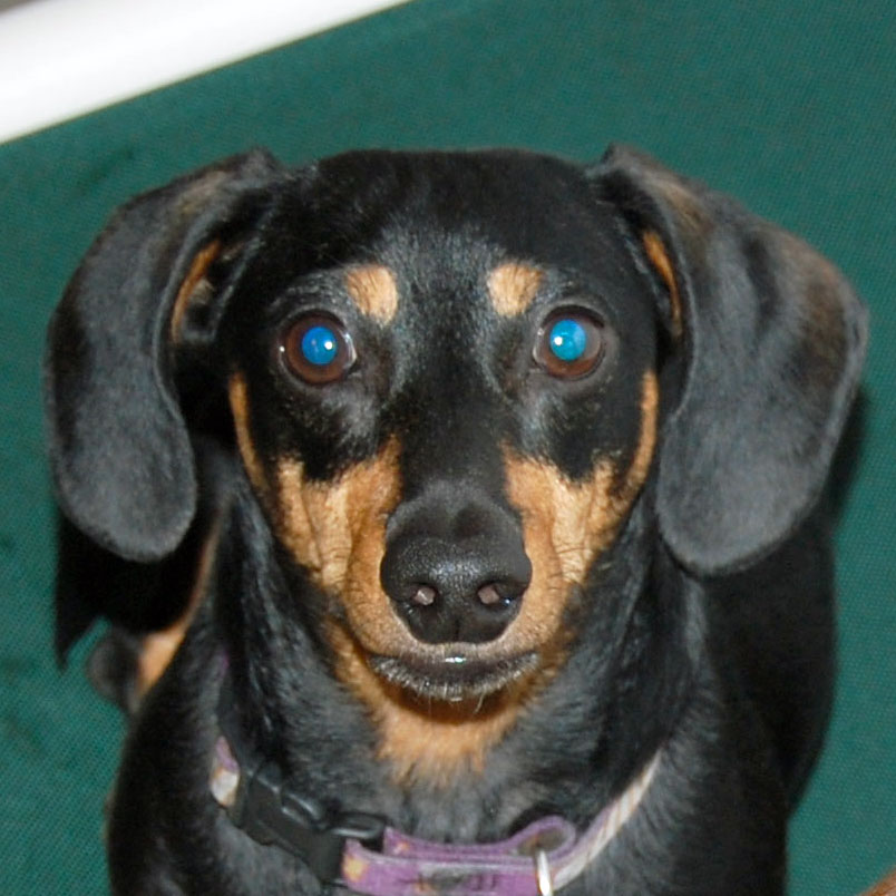 Profile of the face of a Dachshund dog