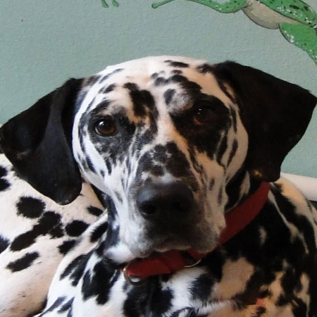 Profile of the face of a Dalmatian dog