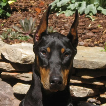 Profile of the face of a Doberman dog