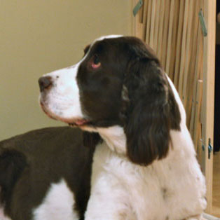 Profile of the face of a English Springer Spaniel dog