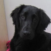 Profile of the face of a Flat Coated Retriever dog