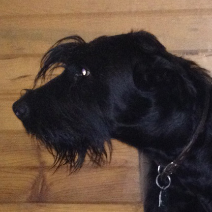 Profile of the face of a Giant Schnauzer dog