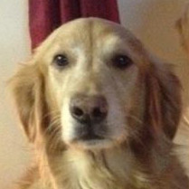 Profile of the face of a Golden Retriever dog