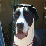 Profile of the face of a Great Dane dog