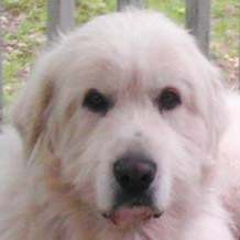 Profile of the face of a Great Pyrenees dog