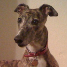 Profile of the face of a Greyhound dog