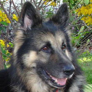 Profile of the face of a German Shepherd dog