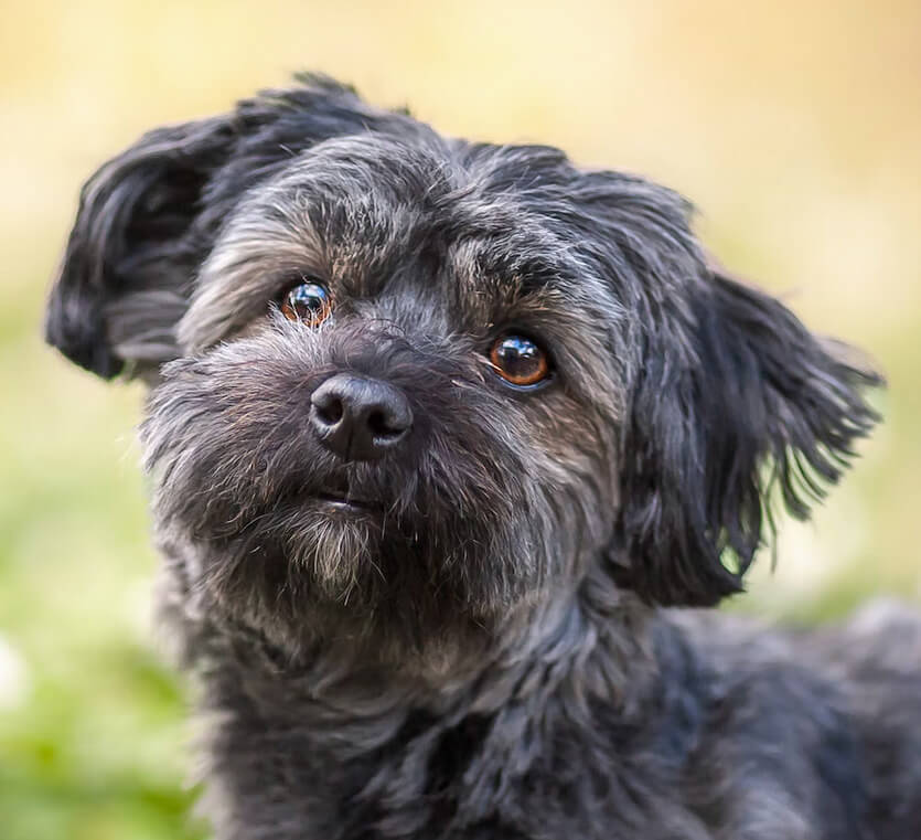 Profile of the face of a Havanese dog