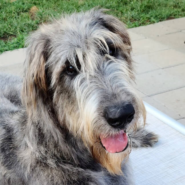 Profile of the face of an Irish Wolfhound dog