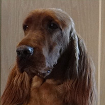 Profile of the face of an Irish Setter dog
