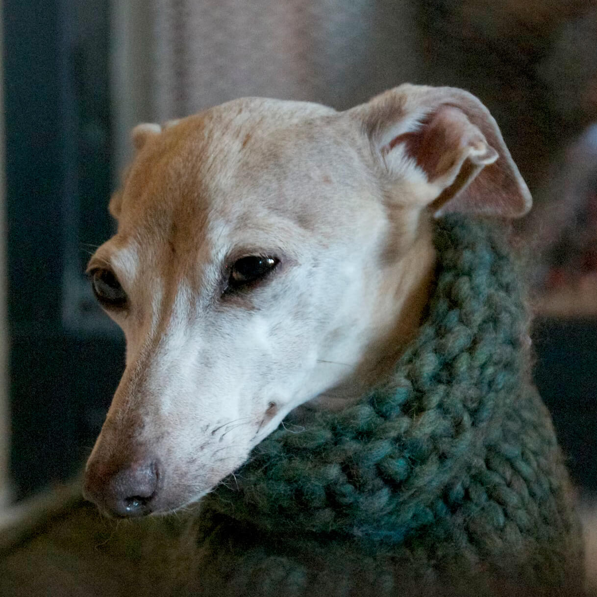 Profile of the face of an Italian Greyhound dog