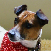 Profile of the face of a Jack Russell Terrier dog