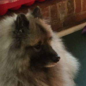 Profile of the face of a Keeshond dog