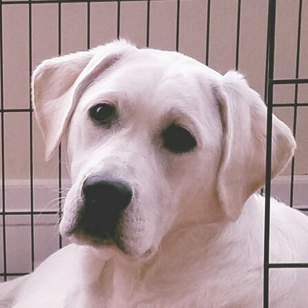 Profile of the face of a Labrador Retriever dog