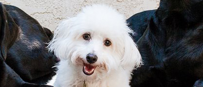 Profile of the face of a Maltese dog
