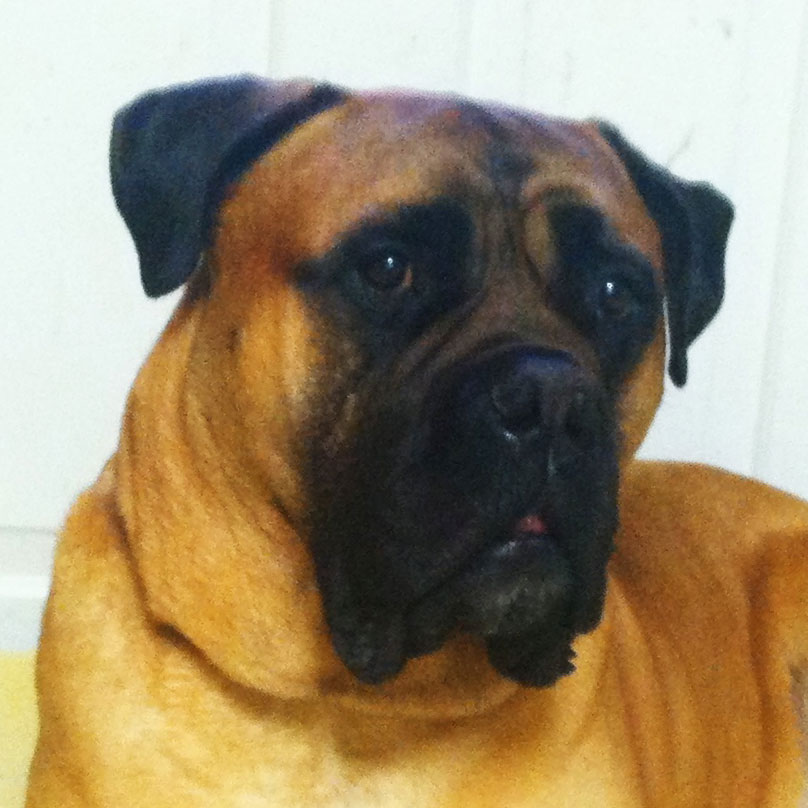 Profile of the face of a Mastiff dog