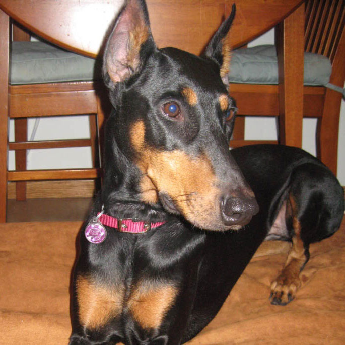Profile of the face of a Miniature Pinscher dog