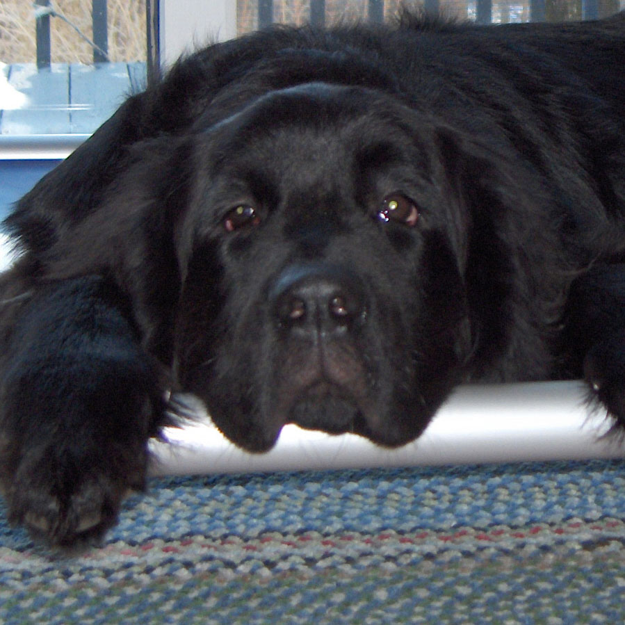 Profile of the face of a Newfoundland dog