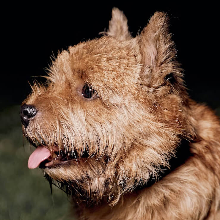 Profile of the face of a Norwich Terrier dog